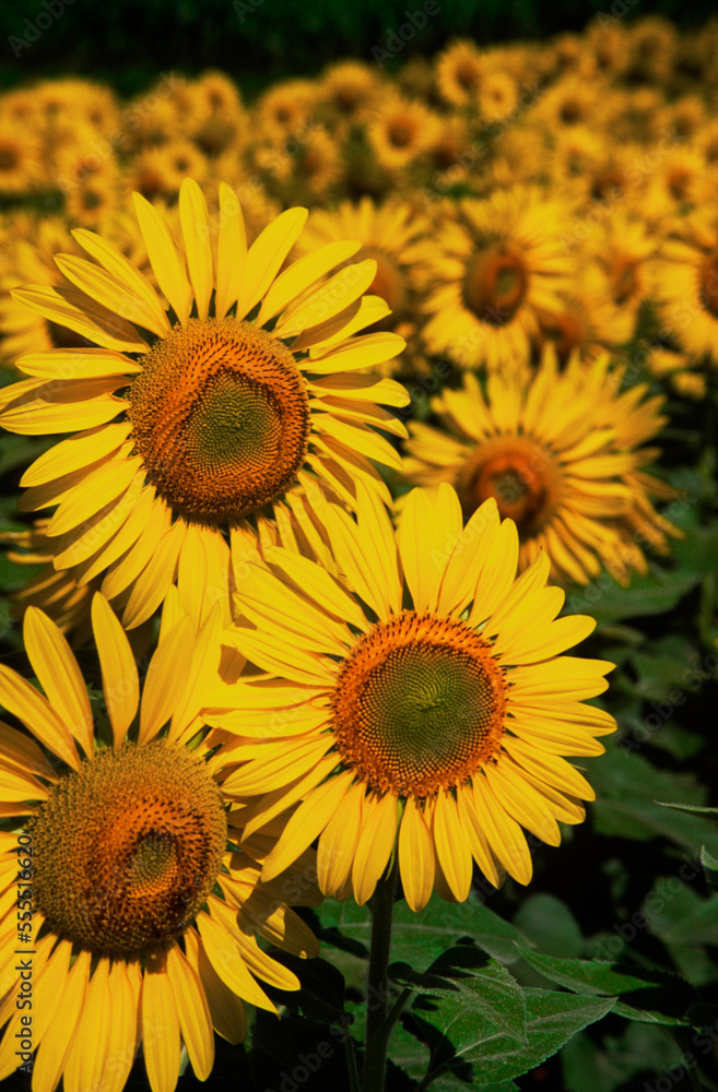 Sunflower Crop, Close-up of Sunflower Plant, Australia Sunflower Crop, Close-up of Sunflower Plant, Australia