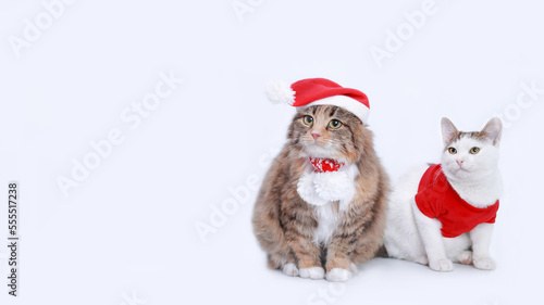 Small white Cat in Santa costume sitting next to a big fluffy cat with Santa Claus Xmas red hat. Two cats helper Santa isolated on a white background. Happy New Year. Web banner. Empty space for text © Mariia