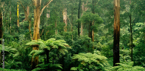 Tree Ferns and Gum Trees, Sherbrook Forest, Australia photo