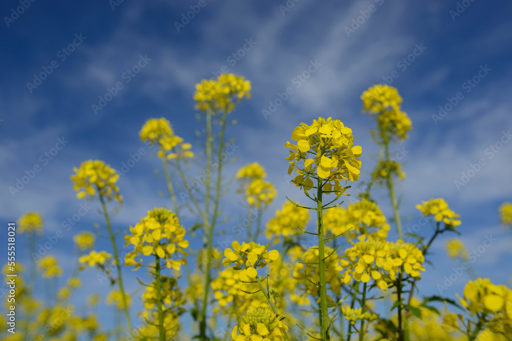 Field of White Mustard (Sinapis alba) Flowers, Upper Palatinate, Bavaria, Germany Field of White Mustard (Sinapis alba) Flowers, Upper Palatinate, Bavaria, Germany