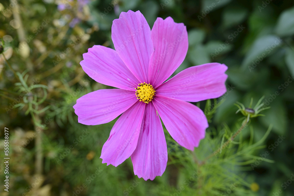 Close-up of Garden Cosmos, (Cosmos bipinnatus), Upper Palatinate, Bavaria, Germany Close-up of Garden Cosmos, (Cosmos bipinnatus), Upper Palatinate, Bavaria, Germany