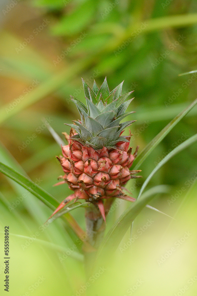 Pineapple Plant (Ananas comosus), Bavaria, Germany Pineapple Plant (Ananas comosus), Bavaria, Germany