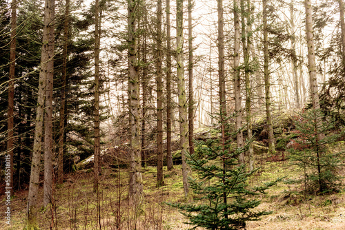 A pine forest near a hill.