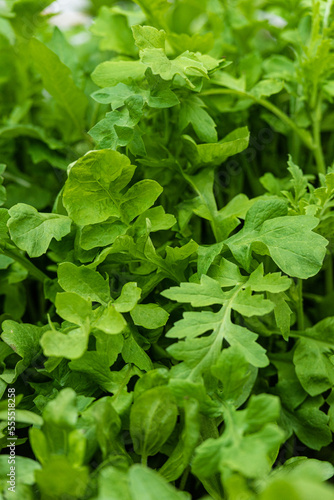 Wallpaper Mural Green sallad in garden at summer. Torontodigital.ca