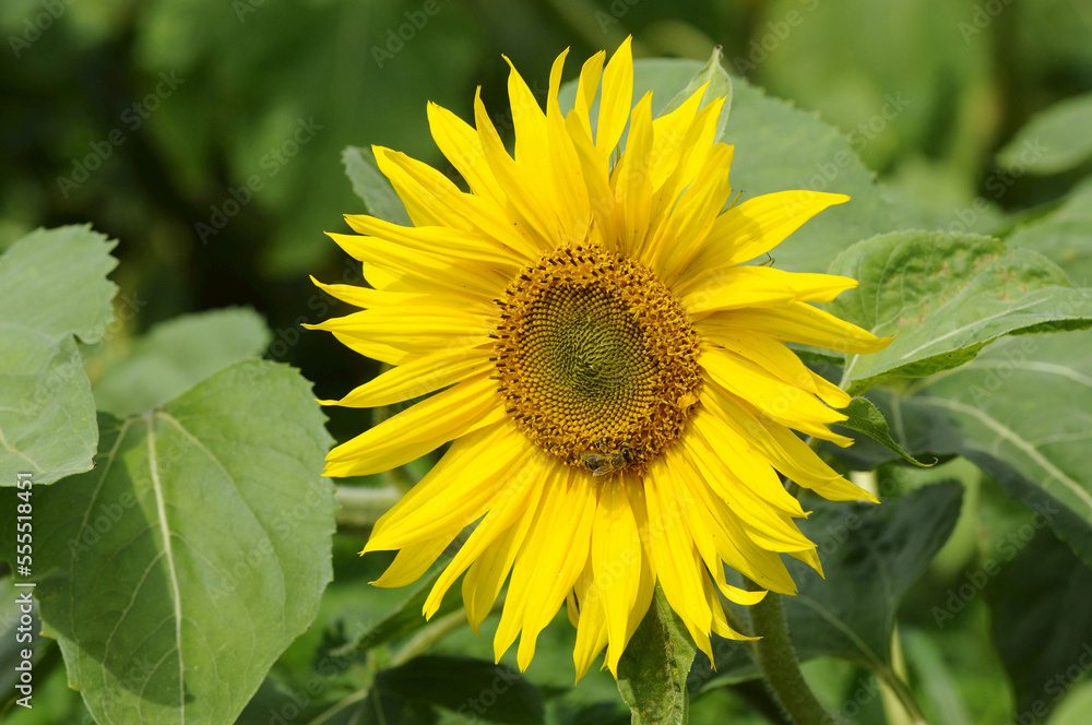 Blossom of a sunflower (Helianthus annuus), Bavaria, Germany. Blossom of a sunflower (Helianthus annuus), Bavaria, Germany.