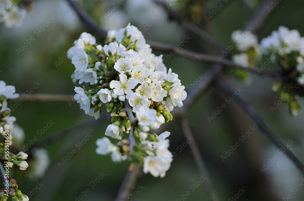 Close-up of cherry (Prunus avium) blossoms in a garden in spring, Bavaria, Germany Close-up of cherry (Prunus avium) blossoms in a garden in spring, Bavaria, Germany
