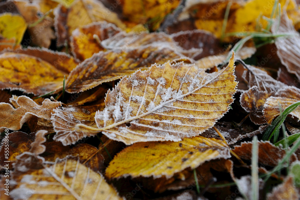 Close-up of common hornbeam (Carpinus betulus) leaves on the ground in autumn, Upper Palatinate, Bavaria, Germany Close-up of common hornbeam (Carpinus betulus) leaves on the ground in autumn, Upper Palatinate, Bavaria, Germany