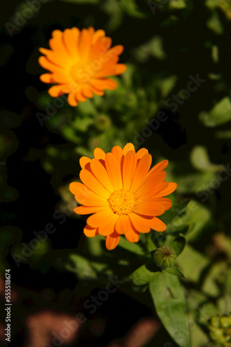 Close-up of Field marigold (Calendula arvensis) in a garden in summer, Upper Palatinate, Bavaria, Germany. photo
