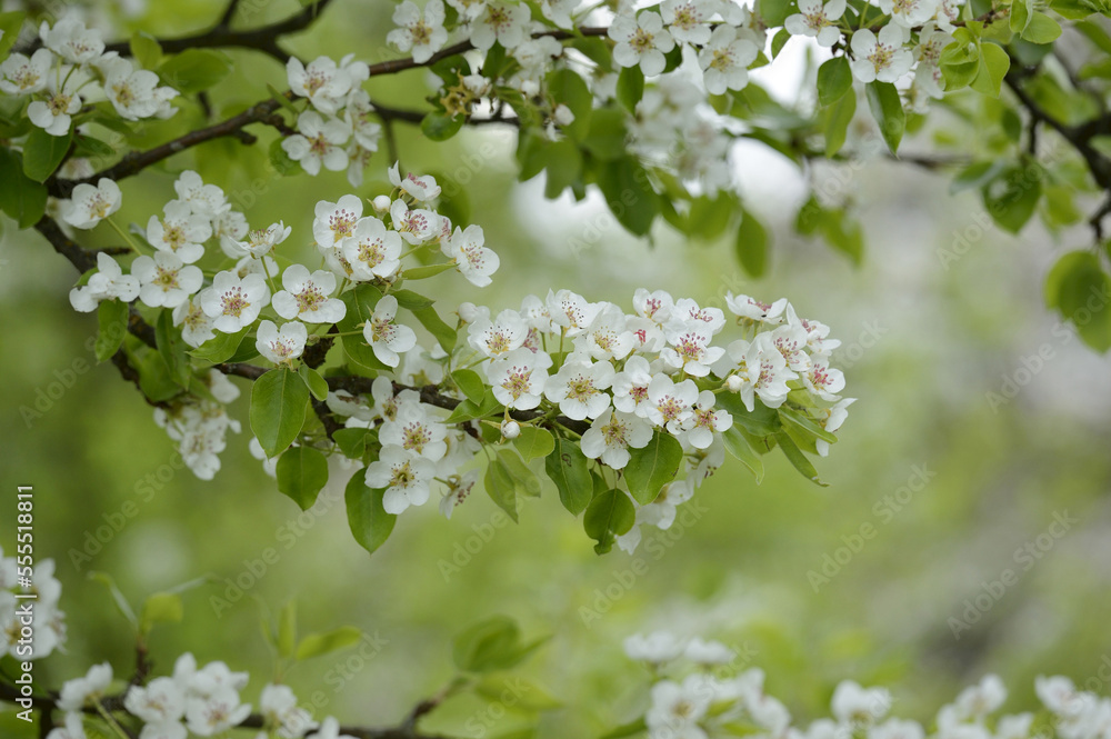Close-up of Pear Blossoms in Spring, Upper palatinate, Bavaria, Germany Close-up of Pear Blossoms in Spring, Upper palatinate, Bavaria, Germany