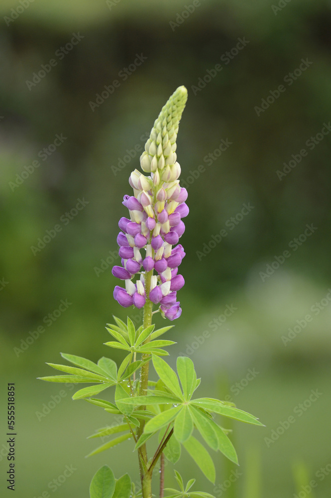 Close-up of Lupin (Lupinus angustifolius) Blossoms in Meadow in Spring, Bavaria, Germany Close-up of Lupin (Lupinus angustifolius) Blossoms in Meadow in Spring, Bavaria, Germany
