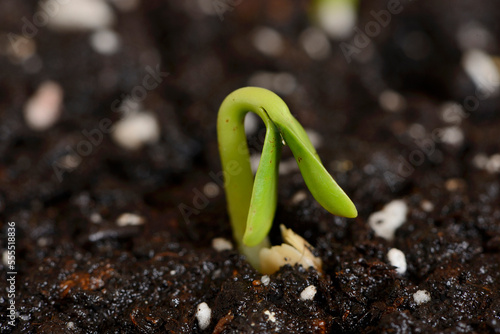 Close-up of a Sunflower (Helianthus annuus) seedling in soil in spring, Upper Palatinate, Bavaria, Germany. photo