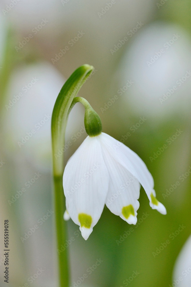 Close-up of Spring Snowflake (Leucojum Vernum) Blossom in Spring, Upper Palatinate, Bavaria, Germany Close-up of Spring Snowflake (Leucojum Vernum) Blossom in Spring, Upper Palatinate, Bavaria, Germany