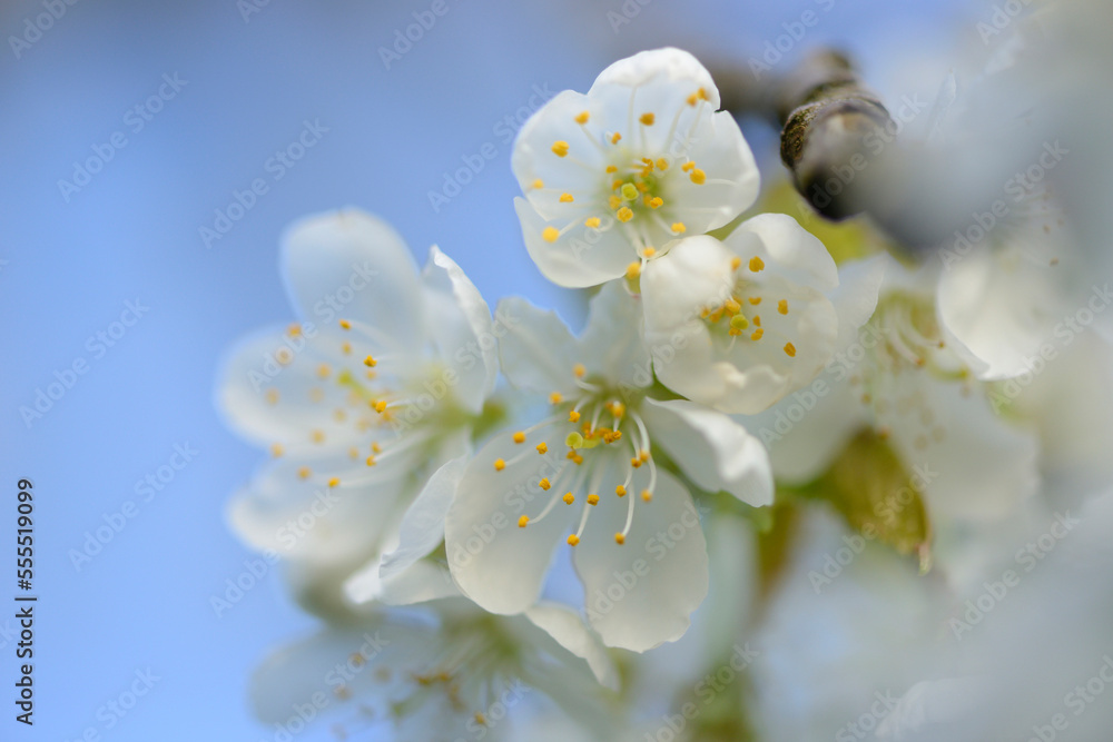 Close-up of Wild Cherry (Prunus avium) Blossoms in Spring, Bavaria, Germany Close-up of Wild Cherry (Prunus avium) Blossoms in Spring, Bavaria, Germany