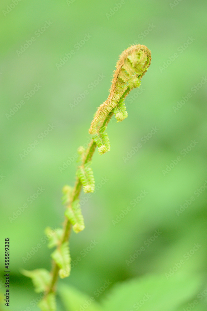 Close-up of Male Fern (Dryopteris filix-mas) in Forest in Spring, Styria, Austria Close-up of Male Fern (Dryopteris filix-mas) in Forest in Spring, Styria, Austria