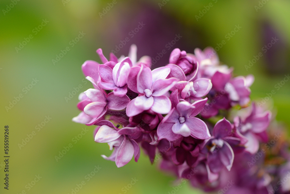 Close-up of Common Lilac (Syringa vulgaris) Blossoms in Spring, Styria, Austria Close-up of Common Lilac (Syringa vulgaris) Blossoms in Spring, Styria, Austria