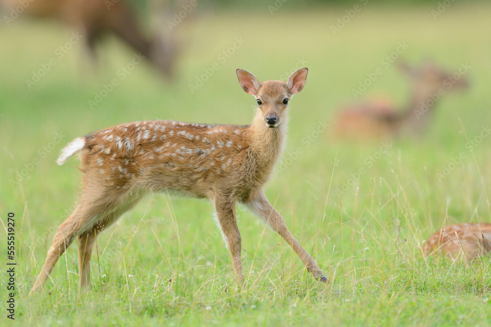 Close-up of a sika deer (Cervus nippon) youngster on a meadow in early summer, Wildlife Park Old Pheasant, Hesse, Germany Close-up of a sika deer (Cervus nippon) youngster on a meadow in early summer, Wildlife Park Old Pheasant, Hesse, Germany