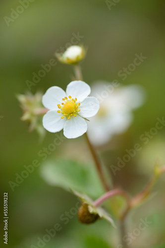 Close-up of Wild Strawberry (Fragaria vesca) Blossom in Meadow in Spring, Styria, Austria photo