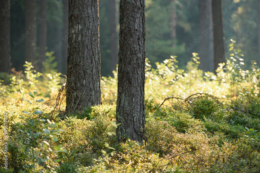 Landscape with Sunrise in Scots Pine (Pinus sylvestris L.) Forest in Early Summer Landscape with Sunrise in Scots Pine (Pinus sylvestris L.) Forest in Early Summer
