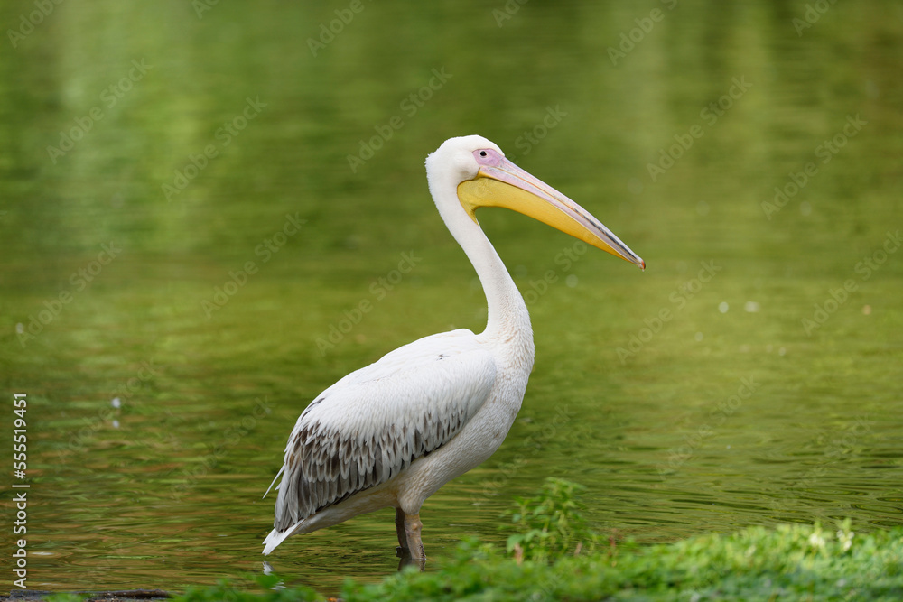 Side View of Great White Pelican (Pelecanus onocrotalus) by Lake in Summer, Bavaria, Germany Side View of Great White Pelican (Pelecanus onocrotalus) by Lake in Summer, Bavaria, Germany
