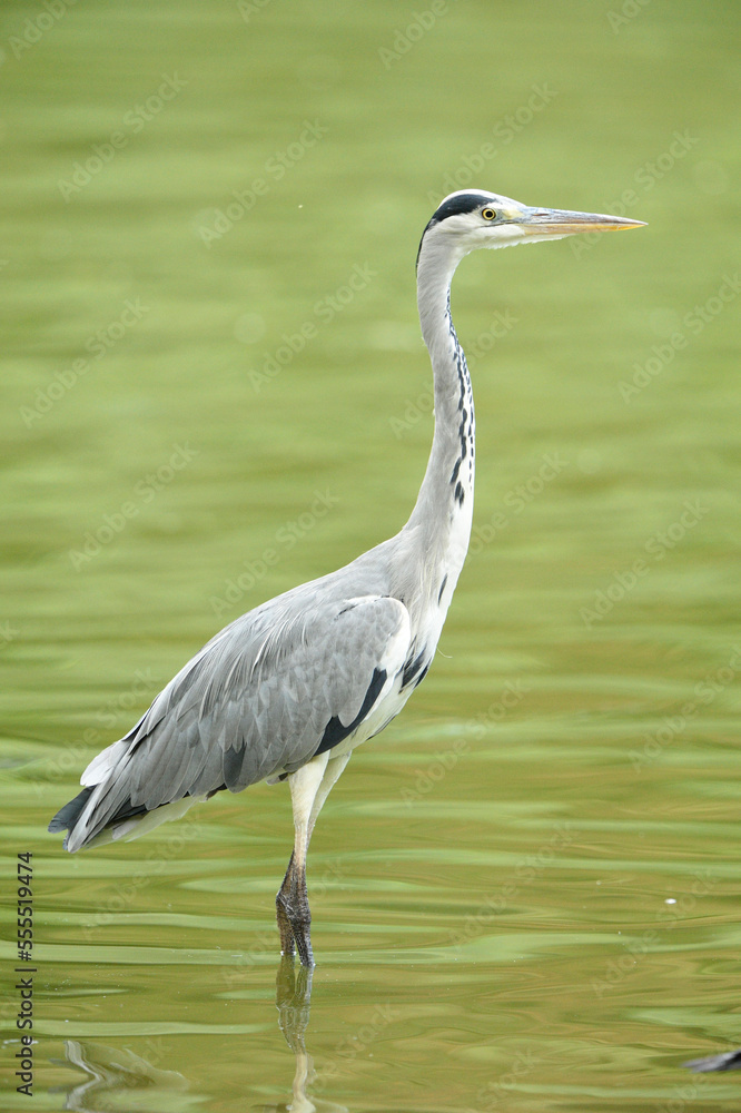 Close-up of Grey Heron (Ardea cinerea) Standing in Lake in Summer, Bavaria, Germany Close-up of Grey Heron (Ardea cinerea) Standing in Lake in Summer, Bavaria, Germany