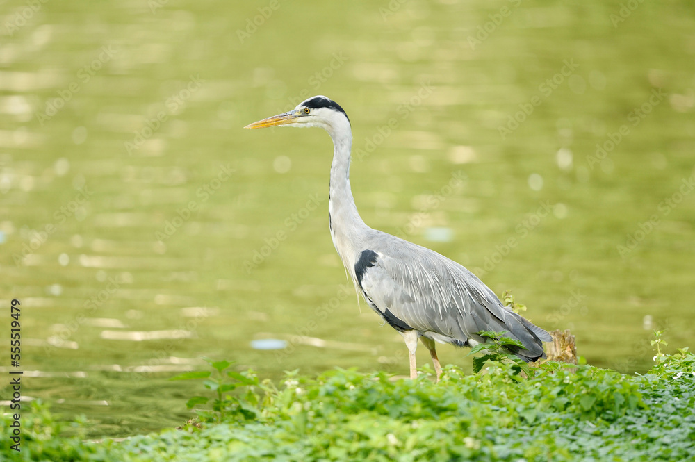 Close-up of Grey Heron (Ardea cinerea) Standing in Lake in Summer, Bavaria, Germany Close-up of Grey Heron (Ardea cinerea) Standing in Lake in Summer, Bavaria, Germany