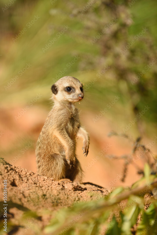 Portrait of Young Meerkat (Suricata suricatta) in Summer, Bavaria, Germany Portrait of Young Meerkat (Suricata suricatta) in Summer, Bavaria, Germany