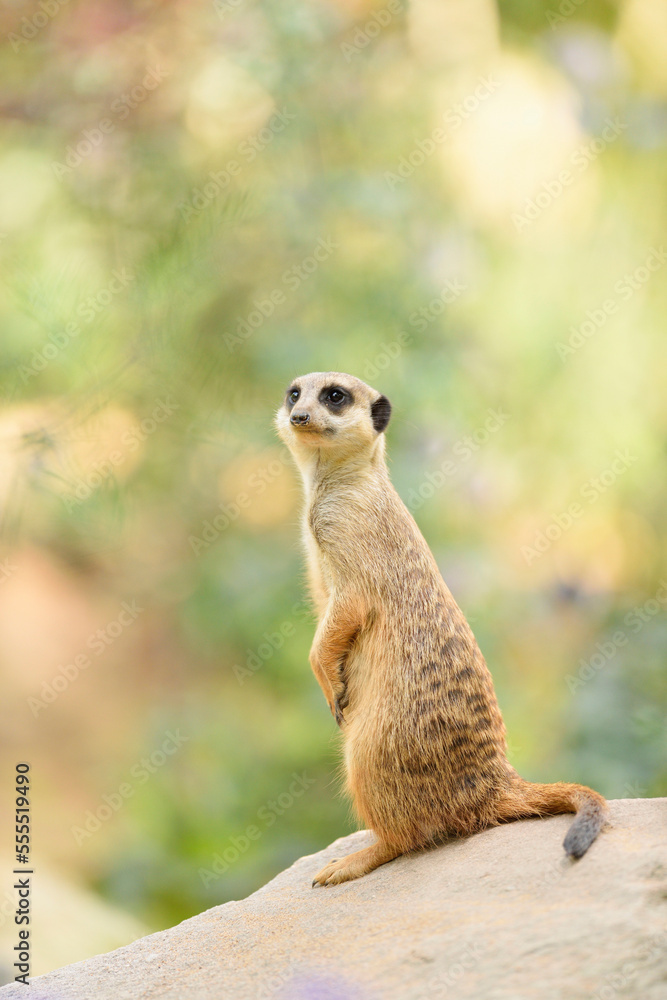 Portrait of Meerkat (Suricata suricatta) in Summer, Bavaria, Germany Portrait of Meerkat (Suricata suricatta) in Summer, Bavaria, Germany