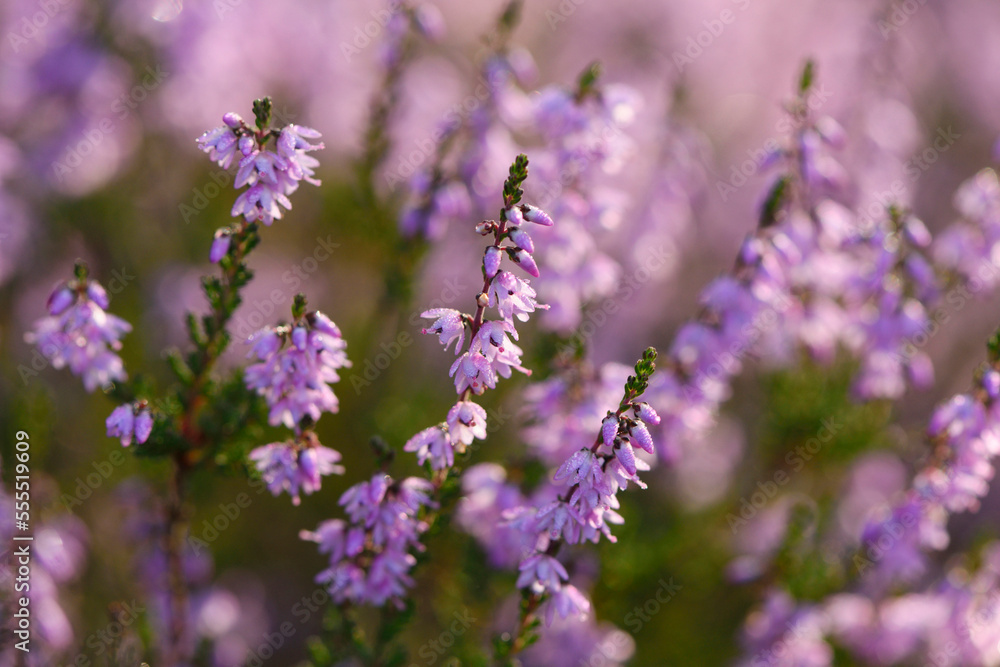 Close-up of common heather (Calluna vulgaris) in autumn, Upper Palatinate, Bavaria, Germany Close-up of common heather (Calluna vulgaris) in autumn, Upper Palatinate, Bavaria, Germany