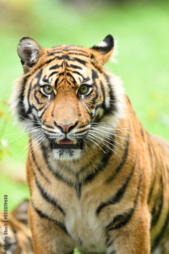 Close-up of Sumatran Tiger (Panthera tigris sumatrae) on Meadow in Summer, Zoo Augsburg, Swabia, Bavaria, Germany Close-up of Sumatran Tiger (Panthera tigris sumatrae) on Meadow in Summer, Zoo Augsburg, Swabia, Bavaria, Germany