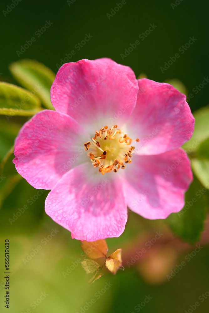 Close-up of Dog Rose (Rosa canina) Blossom in Late Summer, Upper Palatinate, Bavaria, Germany Close-up of Dog Rose (Rosa canina) Blossom in Late Summer, Upper Palatinate, Bavaria, Germany