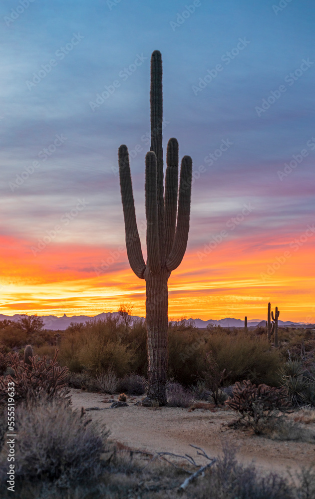 Vertical Image Of A Saguaro Cactus At Sunrise In Arizona Vertical Image Of A Saguaro Cactus At Sunrise In Arizona