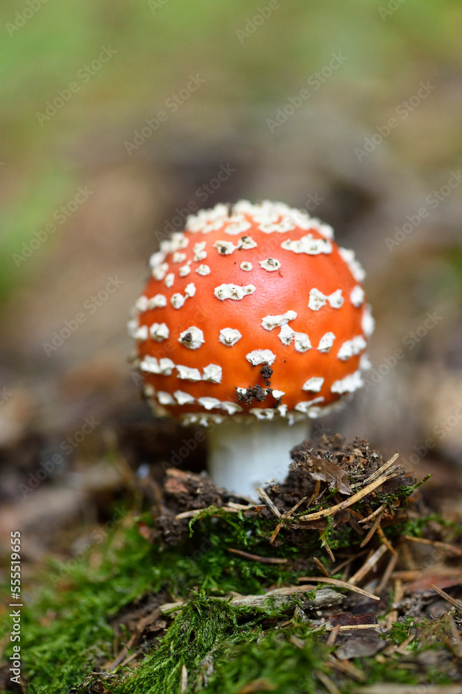 Close-up of Fly Agaric (Amanita muscaria) on Forest Floor in Late Summer, Upper Palatinate, Bavaria, Germany Close-up of Fly Agaric (Amanita muscaria) on Forest Floor in Late Summer, Upper Palatinate, Bavaria, Germany