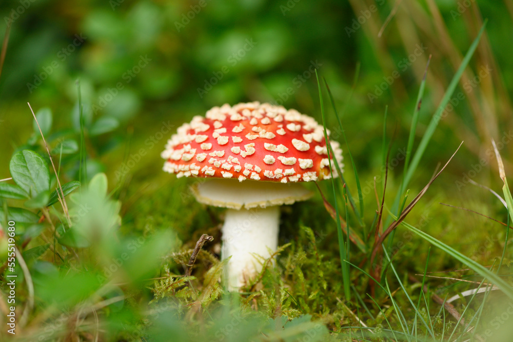 Close-up of fly amanita (Amanita muscaria) mushroom in forest in early autum, Upper Palatinate, Bavaria, Germany Close-up of fly amanita (Amanita muscaria) mushroom in forest in early autum, Upper Palatinate, Bavaria, Germany