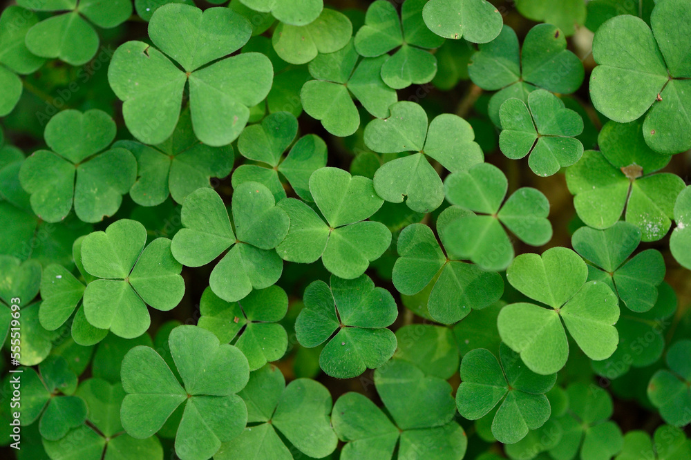 Close-up of Wood Sorrel (Oxalis acetosella) on Forest Floor in Late Summer, Upper Palatinate, Bavaria, Germany Close-up of Wood Sorrel (Oxalis acetosella) on Forest Floor in Late Summer, Upper Palatinate, Bavaria, Germany
