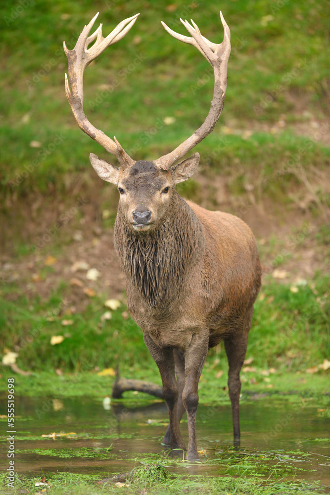 Portrait of Male Red Deer (Cervus elaphus) Standing in Creek in Early Autumn, Bavaria, Germany Portrait of Male Red Deer (Cervus elaphus) Standing in Creek in Early Autumn, Bavaria, Germany