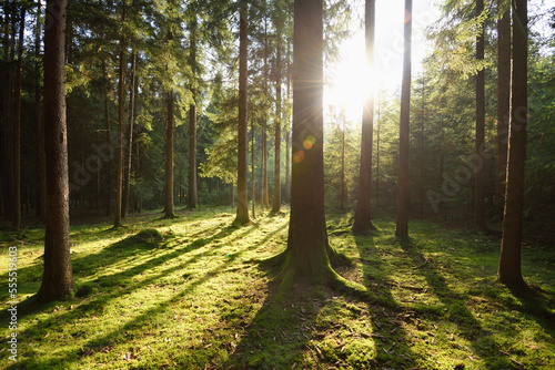 Landscape of a Norway spruce (Picea abies) forest in late summer, Upper Palatinate, Bavaria, Germany