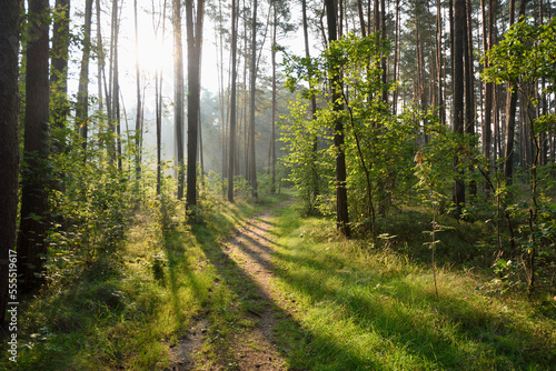 Landscape of trail going through Scots pine (Pinus sylvestris) forest in late summer, Upper Palatinate, Bavaria, Germany