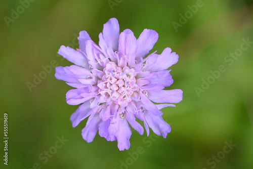 Close-up of Pincushion Flower (Scabiosa) Blossom in Meadow in Late Summer, Upper Palatinate, Bavaria, Germany photo