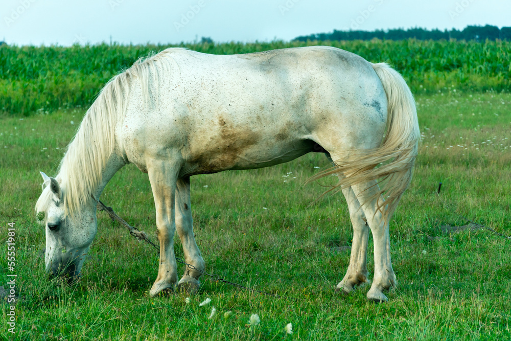 A white horse in a pasture eats green grass. A horse walks on a green meadow during sunset. Livestock farm, meat and milk production. A white horse in a pasture eats green grass. A horse walks on a green meadow during sunset. Livestock farm, meat and milk production.