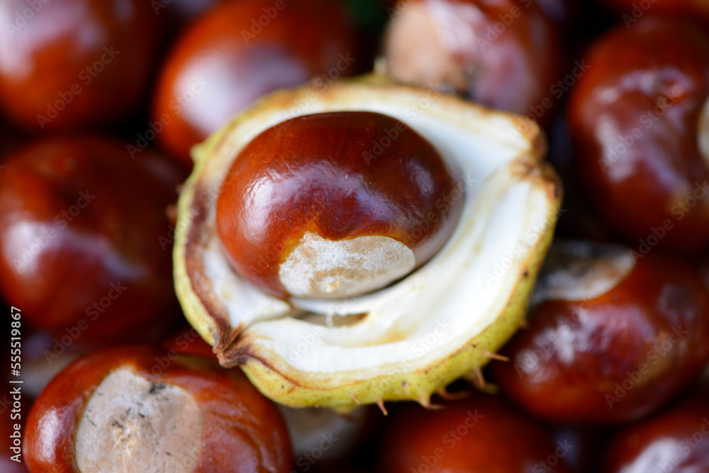 Close-up of horse-chestnuts (Aesculus hippocastanum) in a garden in summer, Bavaria, Germany Close-up of horse-chestnuts (Aesculus hippocastanum) in a garden in summer, Bavaria, Germany