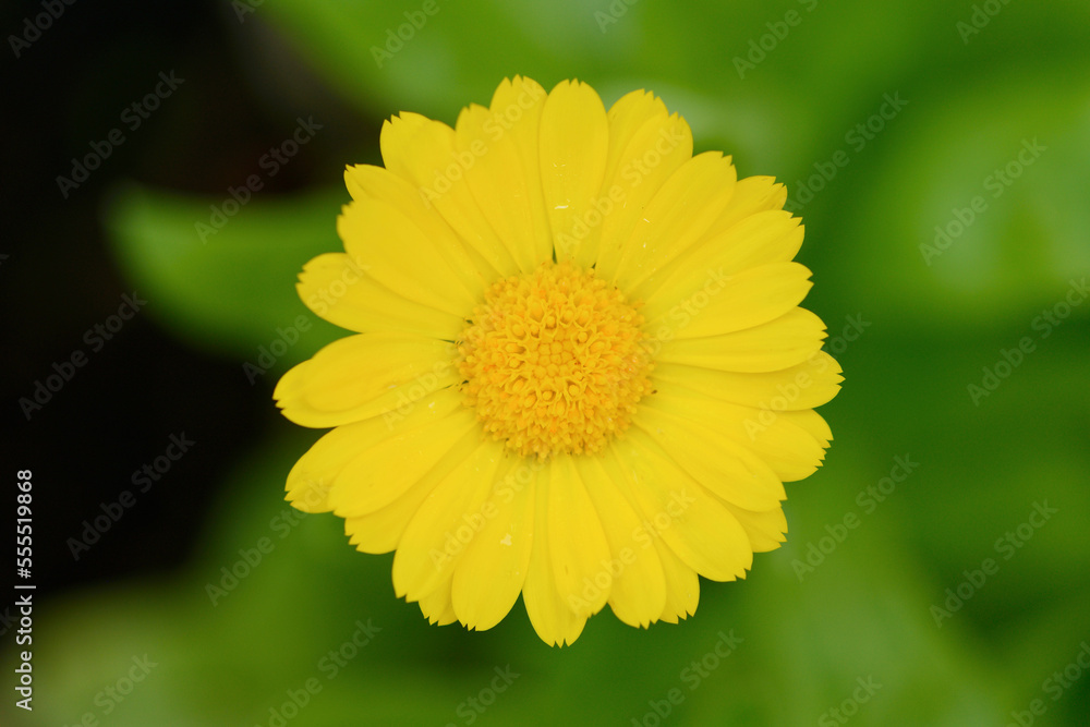Close-up of pot marigold (Calendula officinalis) blossom in a garden in summer, Bavaria, Germany Close-up of pot marigold (Calendula officinalis) blossom in a garden in summer, Bavaria, Germany