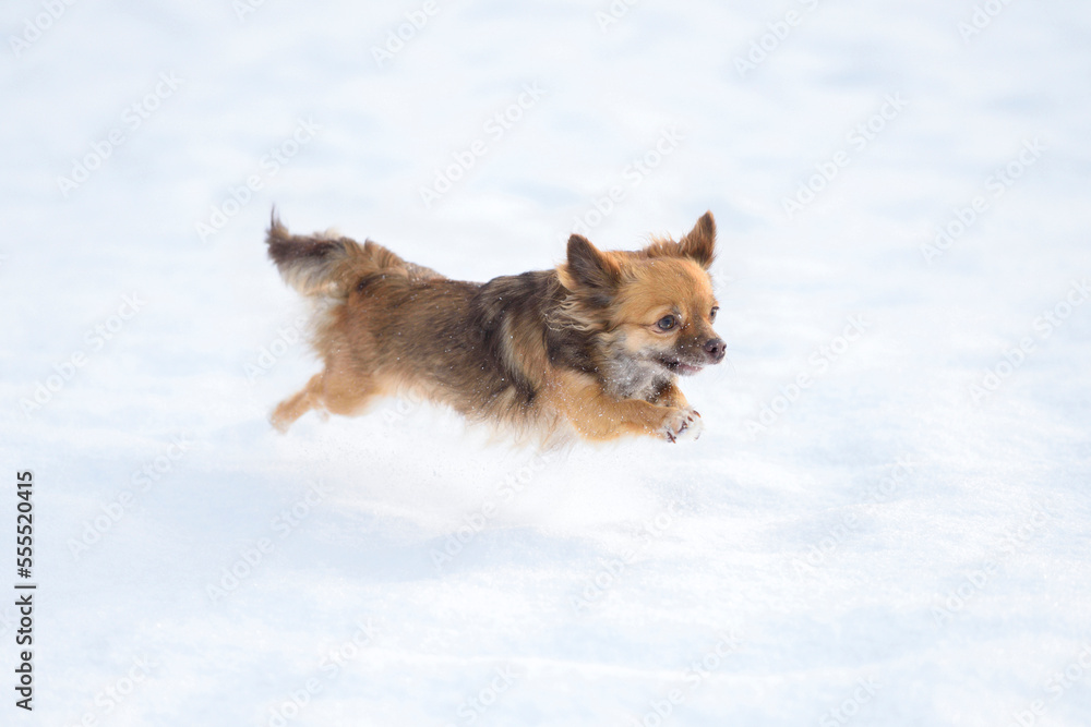 Portrait of Chihuahua in Snow in Winter, Germany Portrait of Chihuahua in Snow in Winter, Germany