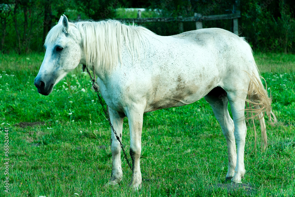 A white horse in a pasture eats green grass. A horse walks on a green meadow during sunset. Livestock farm, meat and milk production. A white horse in a pasture eats green grass. A horse walks on a green meadow during sunset. Livestock farm, meat and milk production.