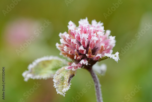 Close-up of Red Clover (Trifolium pratense) in Meadow in Winter, Upper Palatinate, Bavaria, Germany photo