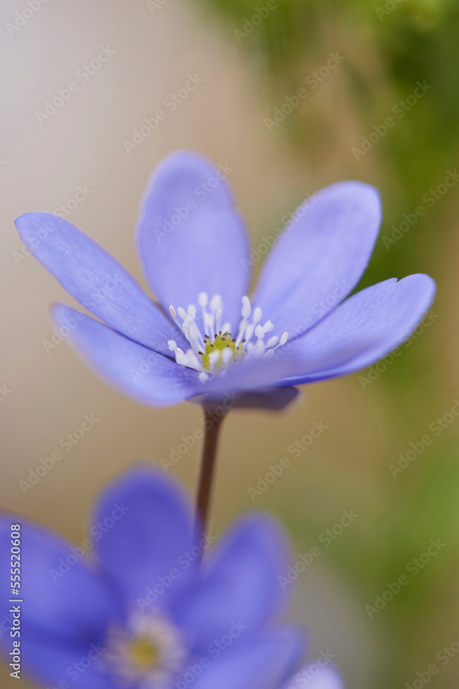 Close-up of a Common Hepatica (Anemone hepatica) flowering in spring, Bavaria, Germany Close-up of a Common Hepatica (Anemone hepatica) flowering in spring, Bavaria, Germany
