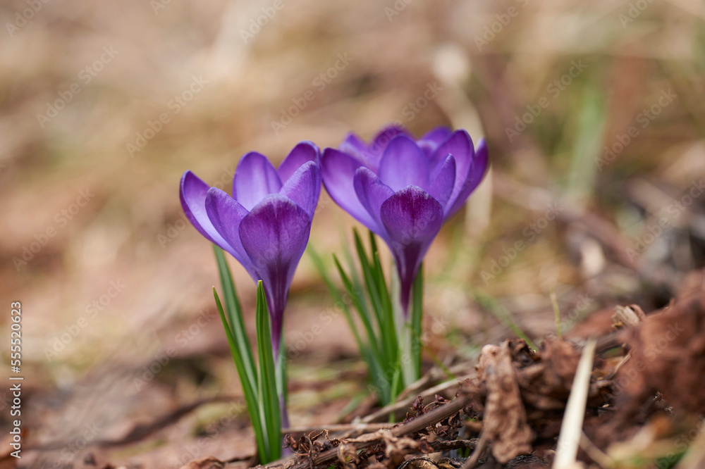 Spring Crocus or Giant Crocus (Crocus vernus) flowering in spring, Bavaria, Germany Spring Crocus or Giant Crocus (Crocus vernus) flowering in spring, Bavaria, Germany