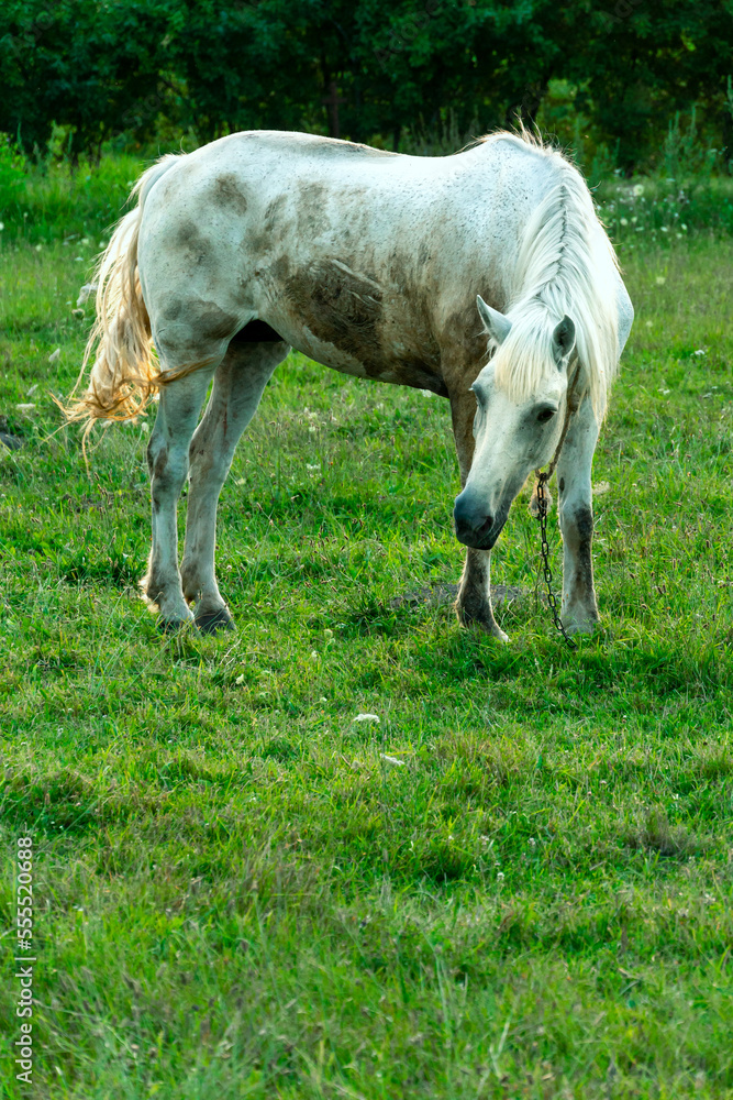 A white horse in a pasture eats green grass. A horse walks on a green meadow during sunset. Livestock farm, meat and milk production. A white horse in a pasture eats green grass. A horse walks on a green meadow during sunset. Livestock farm, meat and milk production.