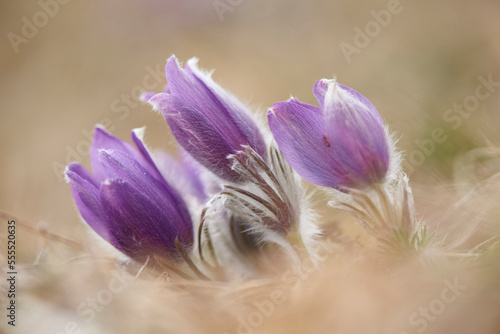 Close-up of a common pasque flower (Pulsatilla vulgaris) flowering in spring, Bavaria, Germany photo