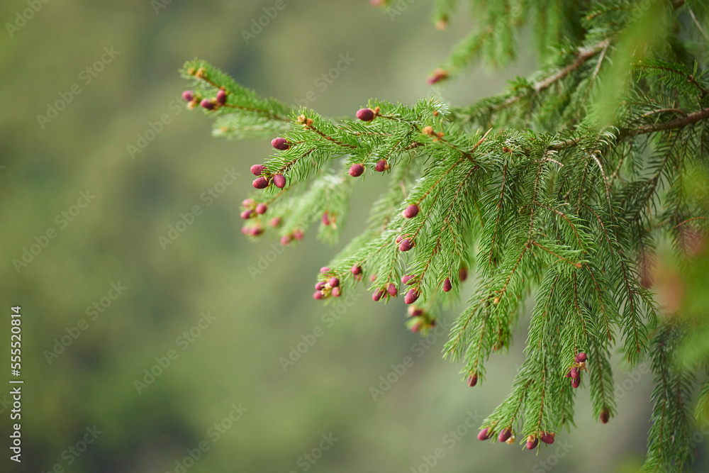 Close-up of Young Norway Spruce (Picea abies) Cones in Spring, Bavaria, Germany Close-up of Young Norway Spruce (Picea abies) Cones in Spring, Bavaria, Germany