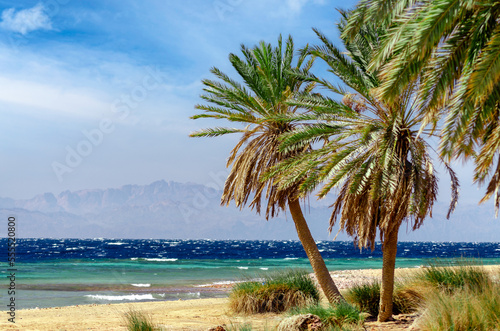 Fototapeta Naklejka Na Ścianę i Meble -  green palm trees on the red sea coast in egypt